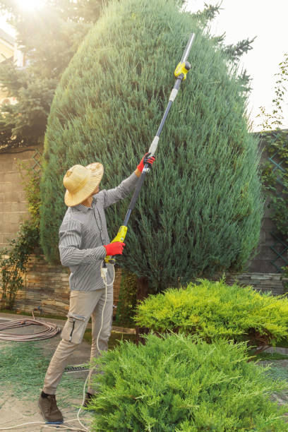 Best Palm Tree Trimming  in Ruskin, FL